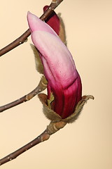 Image showing beautiful magnolia flower ready to emerge