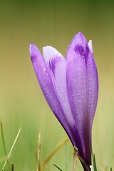 Image showing detail of spring wild crocus