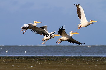 Image showing group of pelecanus onocrotalus in air