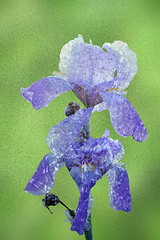 Image showing blue iris abstract view