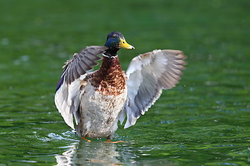 Image showing big mallard duck spreading wings