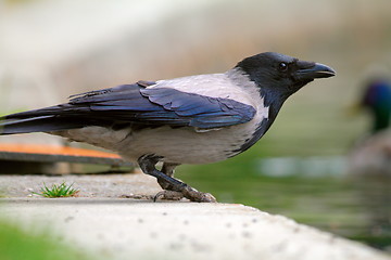 Image showing hooded crow near the lake