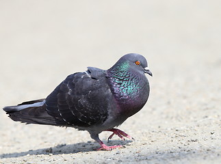 Image showing male pigeon in mating season
