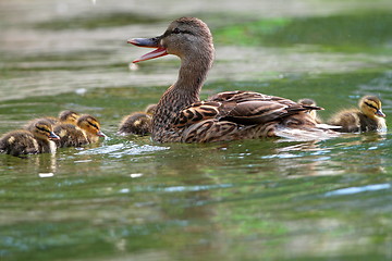 Image showing female mallard with ducklings