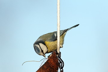 Image showing hungry blue tit on lard feeder