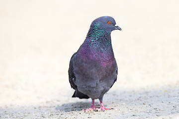 Image showing pigeon on gravel alley