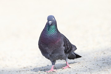 Image showing sleepy pigeon