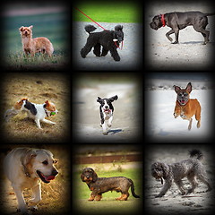 Image showing happy dogs