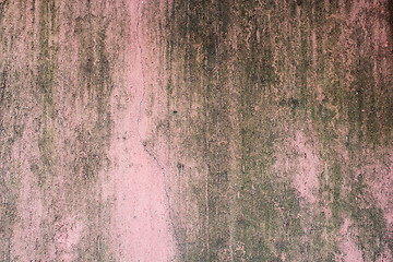 Image showing moss on painted wall