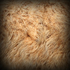 Image showing llama detail of fur