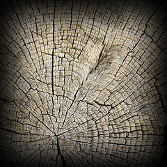 Image showing interesting textured oak wood section