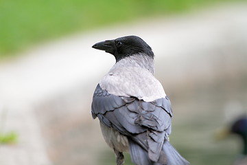 Image showing hooded crow in the park