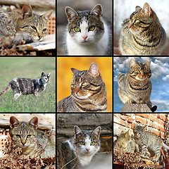 Image showing collection of images with domestic cats