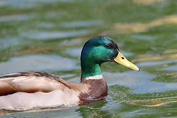 Image showing male mallard portrait