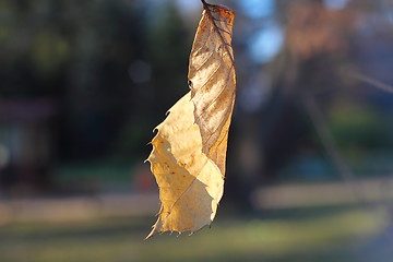 Image showing faded dead leaf