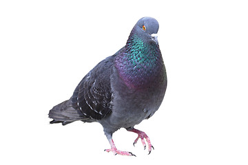 Image showing isolated male feral pigeon