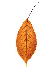 Image showing golden isolated fallen leaf