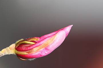 Image showing magnolia bud ready to emerge