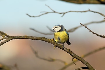 Image showing tiny garden bird on branch