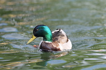 Image showing male mallard on lake surface