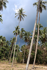 Image showing tropical landscape