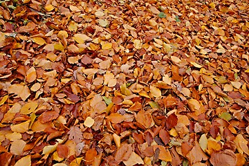 Image showing Fallen leaves