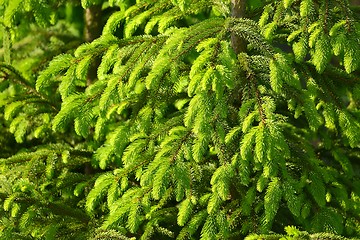 Image showing Pine Tree