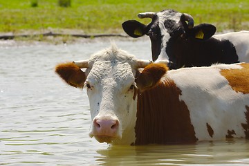 Image showing Cow on a field