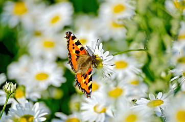 Image showing Butterfly orange on a white flower