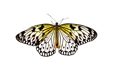 Image showing Butterfly Idea Leuconoe