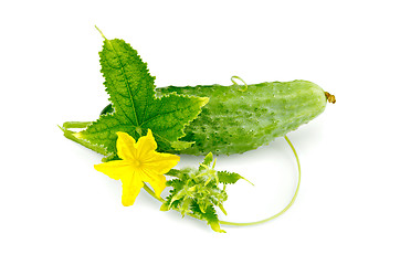 Image showing Cucumber with flower and leaf