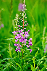 Image showing Fireweed one flower