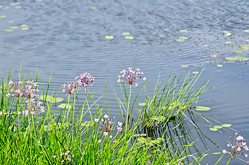 Image showing Butomus umbellatus with water