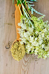 Image showing Herbal tea from meadowsweet in spoon on board