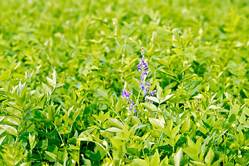 Image showing Fodder crop lathyrus