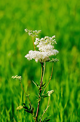 Image showing Meadowsweet on a green meadow