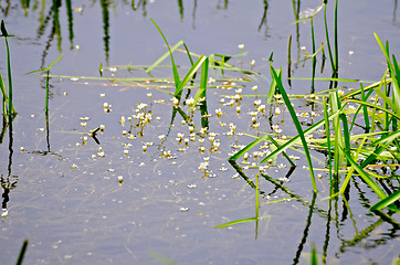 Image showing Hydrocharis afloat