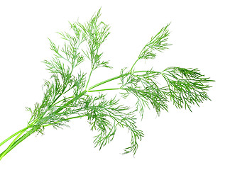 Image showing Branch of green dill
