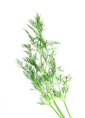 Image showing Branch of green dill