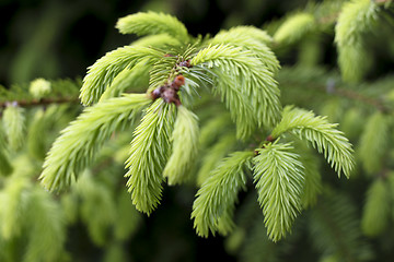 Image showing spruce