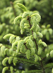 Image showing spruce