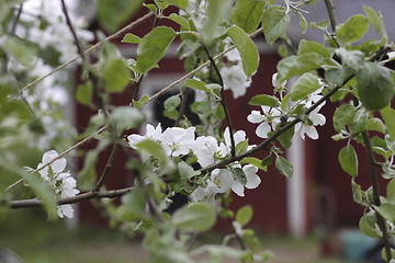 Image showing blossom