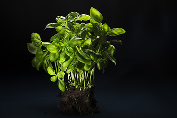 Image showing Bunch of fresh basil with soil attached