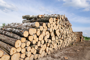 Image showing wood fuel stacks and birch logs near forest 