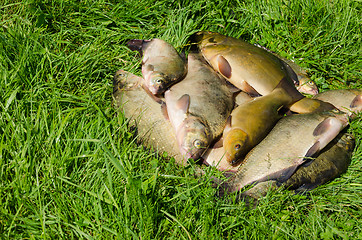 Image showing successful catch on the grass outdoors 