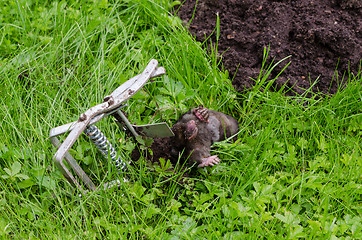 Image showing Dead mole caught steel trap lie near mole-hill 