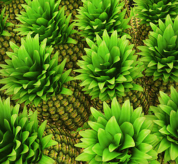 Image showing Pineapples background