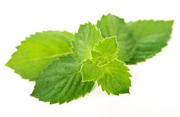Image showing fresh mint