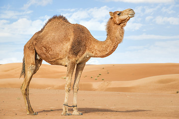 Image showing Camel in Wahiba Oman