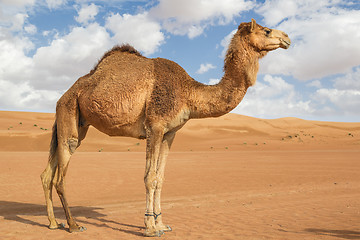 Image showing Camel in Wahiba Oman